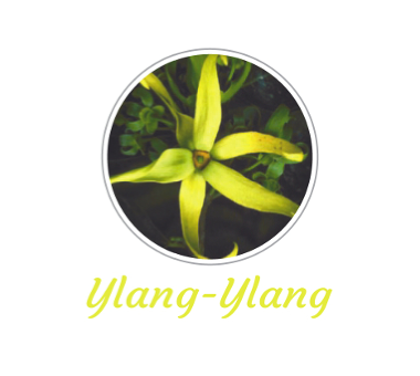 Fragancia Ylang-ylang